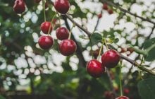 Как посадить косточку у вишни, чтобы вырастить настоящее дерево дома