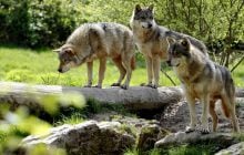 Тисячі років тому люди піклувалися про вовків задовго до появи собак, - дослідження