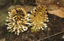 Паразит, похожий на гриб: ученые рассказали об одном из самых необычных растений в мире