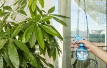 Как обрезать денежное дерево: садоводы раскрыли секреты ухода