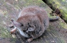 Единственная австралийская землеройка объявлена ​ вымершей: ее не наблюдали уже 40 лет