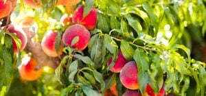 Експерт назвав три помилки, яких треба уникнути, готуючи персикові дерева до зими