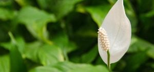 Эксперт предостерег, как избежать главной ошибки в уходе за спатифиллумом зимой