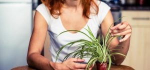 Як часто поливати хлорофітум: поради щодо догляду за рослиною