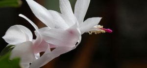 Як уникнути помилок у догляді за різдвяником: усі секрети правильного поливу