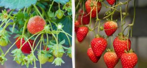 Як отримати свіжу полуницю без саду в будь-який час: секрети вирощування у квартирі