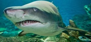 Чого ніколи не слід робити під час зустрічі з акулою: це може врятувати вам життя