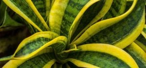 Как поливать сансевиерию зимой, чтобы не потерять растение: золотое правило