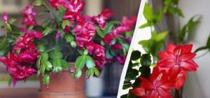 Обріжте різдвянник так - і наступного року він вас здивує