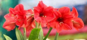 Нужно ли обрезать листья амариллиса: что советуют эксперты