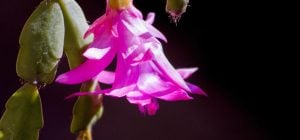 Де найкраще ростиме різдвяник: експертка назвала місце за фен-шуй