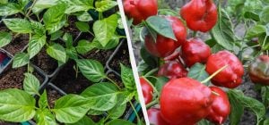 Ці 7 рослин сіють на розсаду саме зараз: потрібно встигнути до кінця січня