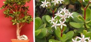 Как обрезать денежное дерево, чтобы оно росло крепким и здоровым