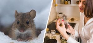 Як відлякати щурів і мишей без отрут і пасток: що розкласти в саду взимку