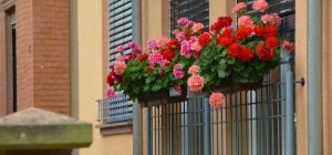 Как сохранить герань зимой, чтобы иметь ранние цветы: эксперты разложили все по полочкам