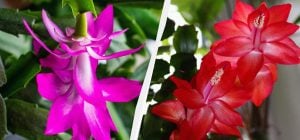 Кофе не поможет: эксперт рассказала, как заставить декабрист цвести зимой