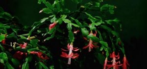 Популярний лайфхак не працює: як не зіпсувати декабрист до Різдва