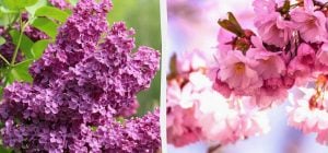 Що не можна обрізати в грудні: експерт назвав 5 дерев