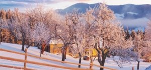 Можно ли поливать деревья зимой: ответ может удивить