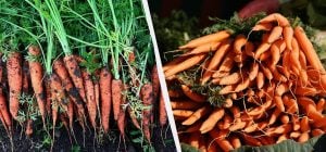 После чего посадить морковь на следующий год: 7 лучших предшественников