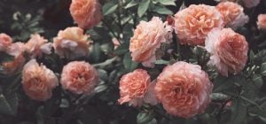 Розы зимой: когда надо начинать подрезать и укрывать кусты роз