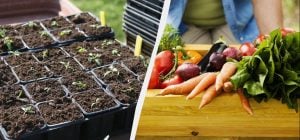 До конца декабря нужно посеять семена 3 овощей: сейчас для них идеальное время