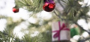 Чем поливать живую елку, чтобы она дольше стояла: простой лайфхак