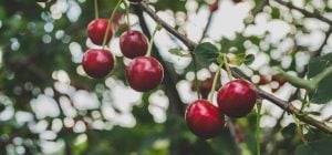 Как посадить косточку у вишни, чтобы вырастить настоящее дерево дома