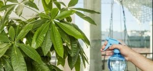 Как обрезать денежное дерево: садоводы раскрыли секреты ухода