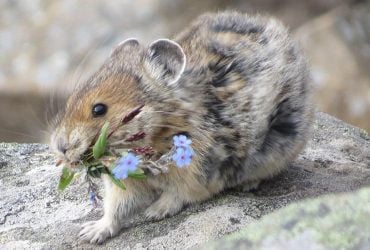 Кричить на туристів та їсть квіти: вчені передрікають зникнення цього милого гризуна