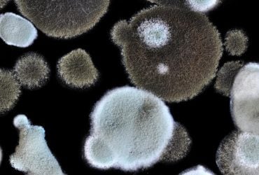 Грибок из Чернобыля защищает от радиации лучше, чем свинцовые стены, - исследование