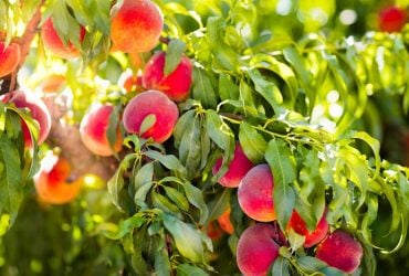 Експерт назвав три помилки, яких треба уникнути, готуючи персикові дерева до зими