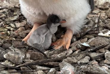 Біля українських полярників з’явилося перше пінгвінятко сезону: вчені вказали на дивну обставину (фото)