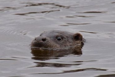 Жонглюють камінцями: у районі Чорнобиля помітили спритних та розумних хижаків