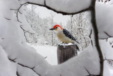 12 січня погода в Україні почне поліпшуватися, але тепліше не стане