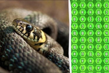 98% людей не можуть знайти слово гадюка за 12 секунд: напрочуд складна головоломка