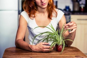 Какие комнатные растения обрезать в январе: названы 9 цветов