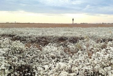 Дивовижна бавовна: науковець показав неймовірні квіти, що ростуть на Одещині