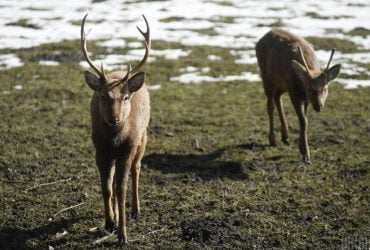 Гарем під наглядом: біля Чорнобиля зафіксували унікальні кадри з життя оленів (відео)
