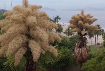 В первый и в последний раз: в Бразилии расцвели уникальные пальмы
