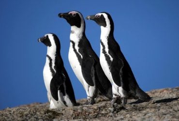 В ЮАР погибли тысячи пингвинов: ученые выяснили неутешительные причины