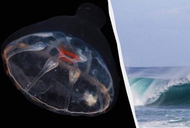 Ученые нашли в океане невидимый барьер, который медузы не могут преодолеть