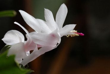 Як уникнути помилок у догляді за різдвяником: усі секрети правильного поливу