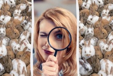 Усі бачать кролів, а треба знайти 3 котів за 12 секунд: дивовижна оптична ілюзія