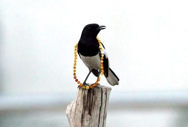 Чи справді сороки крадуть блискуче і чи розумніші вони за ворон: відповіді орнітолога