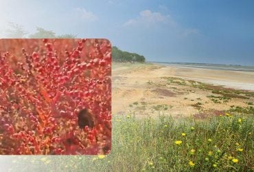 Використовували для виробництва скла: в Одеській області росте незвичайна яскрава рослина