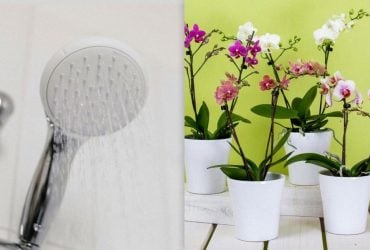 Как правильно поливать орхидею: эксперты назвали три лучших метода