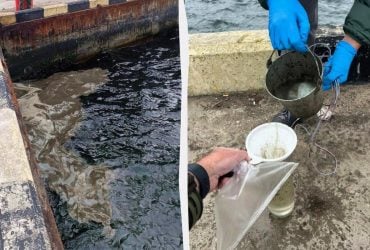 Атаки РФ на порти спричинили екологічну катастрофу на Одещині