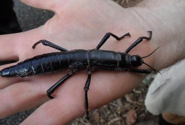Цю комаху понад 70 років вважали вимерлою, поки вчені випадково не виявили її знову