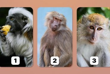 Всезнайка вы или нет: какую обезьянку вы выберете - тест на личность